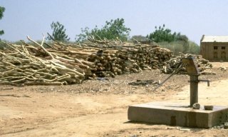 Feuerholzlager f&uuml;r den Verkauf in der Stadt Kayes