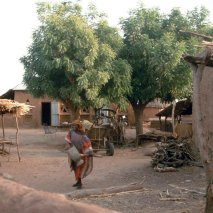 Neam-B&auml;ume im Dorfbereich