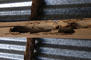 Von Termiten zerfressenes Dachgeb&auml;lk